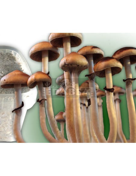 Psilocybe cubensis grow kit Mexican
