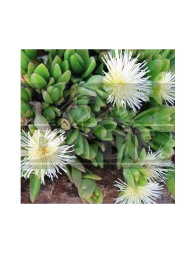 Sceletium tortuosum (Kanna), pianta viva