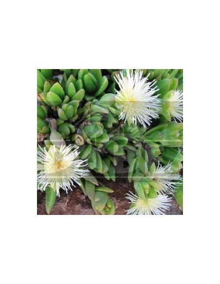 Sceletium tortuosum (Kanna), lebende Pflanze