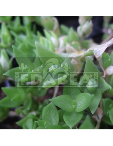 Sceletium tortuosum (Kanna), lebende Pflanze