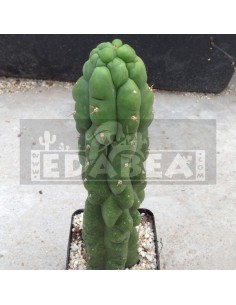 Trichocereus Pachanoi Monstruoso