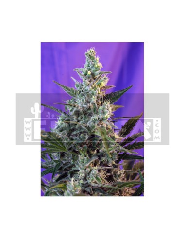 Sweet Skunk Auto