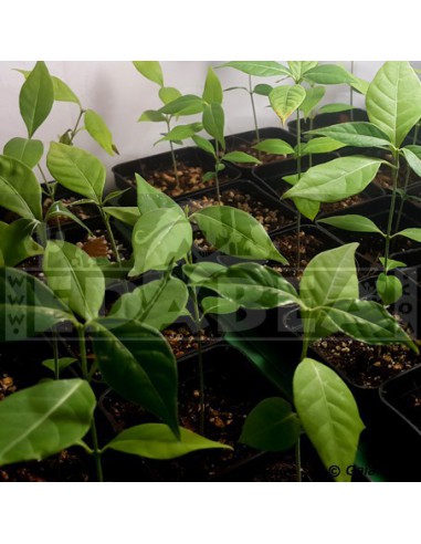 Banisteriopsis caapi, plante