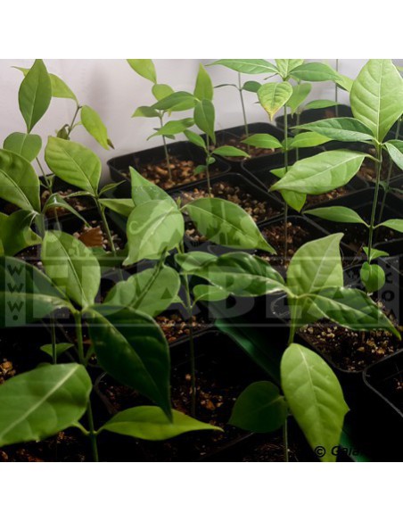 Banisteriopsis caapi, lebende Pflanze