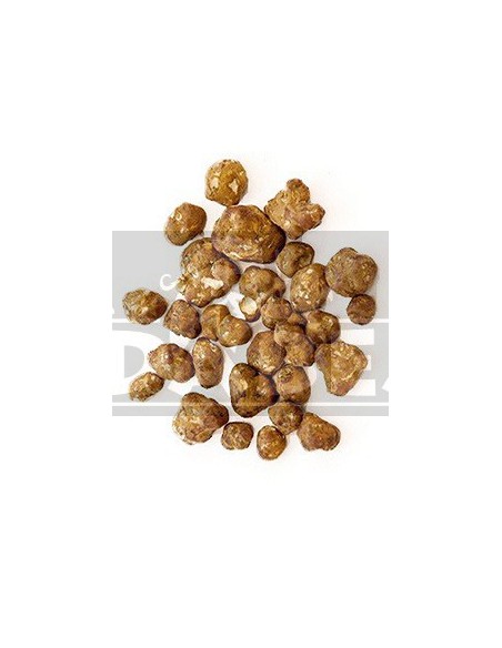 Trufa psilocybe mexicana