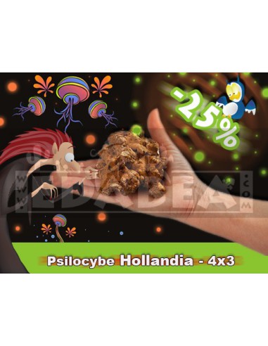 Trufas psilocybe Hollandia 4x3
