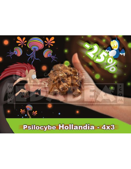 Trufas psilocybe Hollandia 4x3