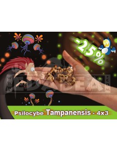 Truffes hallucinogènes 4 x 3