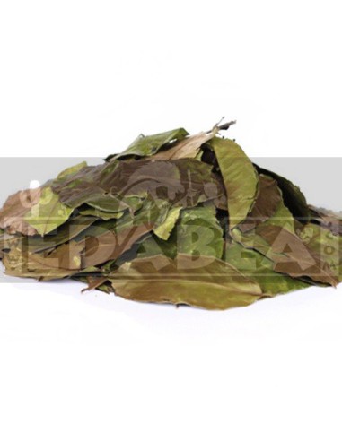 Ilex Guayusa 90 gr.