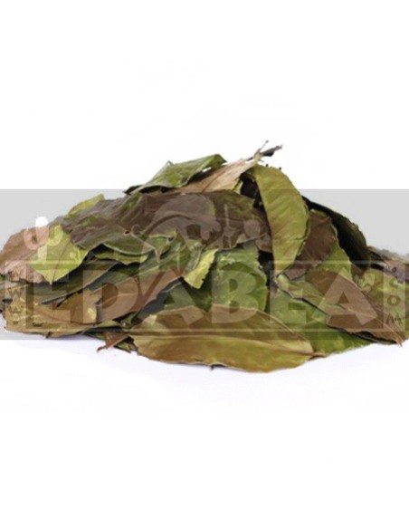 Ilex Guayusa 90 gr.
