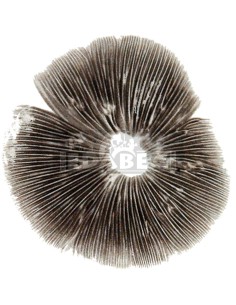 PF Rotes Sporensiegel 2