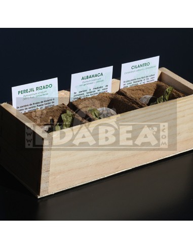 Kit Germinação Ervas Aromáticas