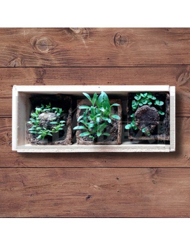 Kit di germinazione aromatica