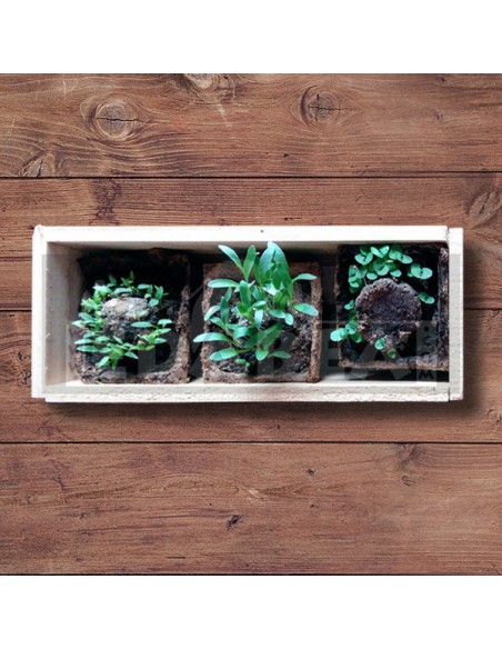 Kit di germinazione aromatica