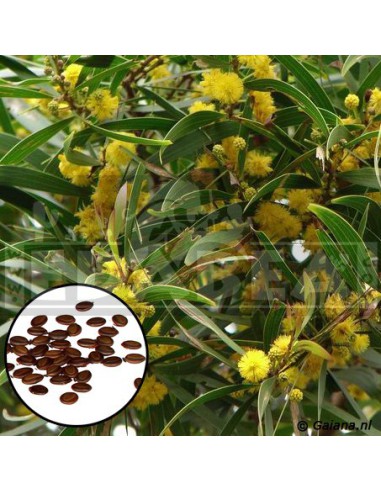 Acacia Confusa 20 Samen