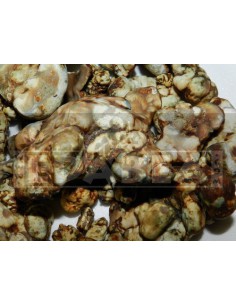 Trufa psilocybe hollandia15 grs.