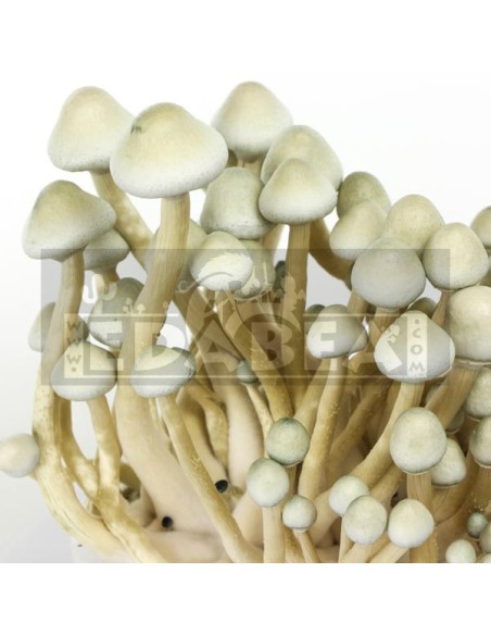 Kit Albino A+