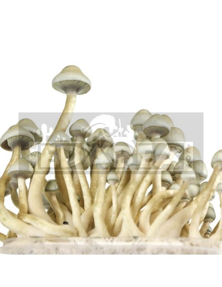 Kit Albino A+