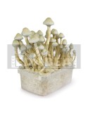 Kit Albino A+ 100x100 myceliun