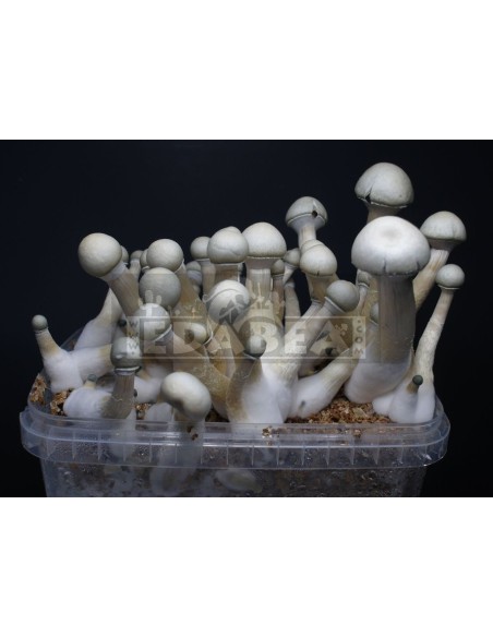 Psilocybe cubensis grow kit Moby Dick