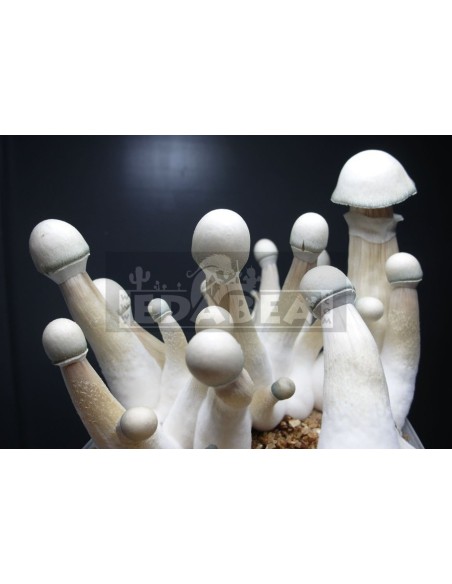 Psilocybe cubensis grow kit Moby Dick