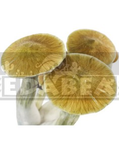 Bausatz Kambodschanisch