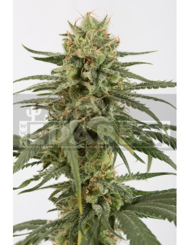 Amnesie CBD