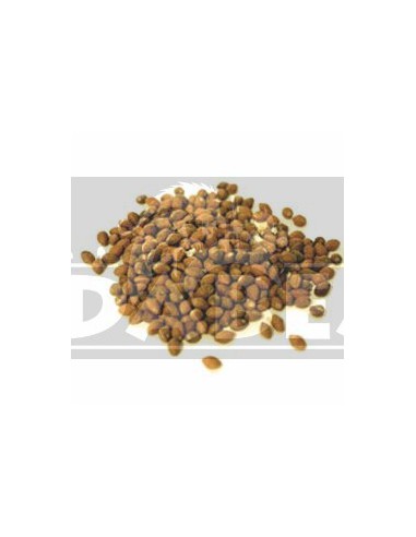 Ololiuhqui (Rivea Corymbosa) 20 semillas
