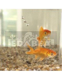 Sistema de Acuaponía 2