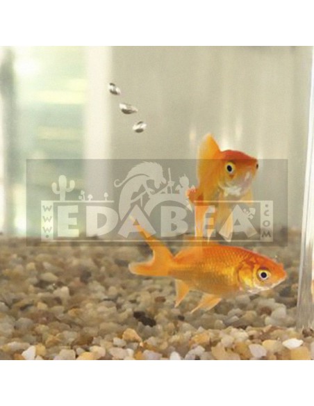Aquaponik-System