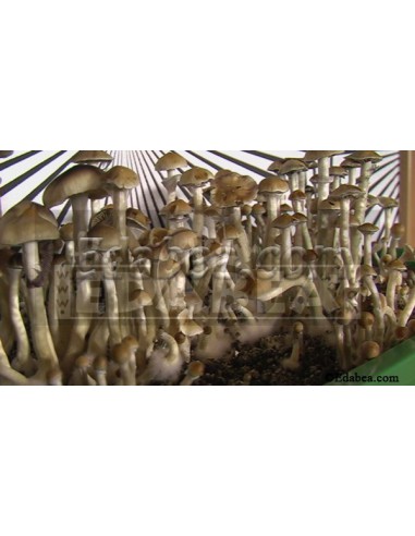 Seringa de esporos mexicana 10 ml