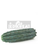 Echinopsis  Peruvianus