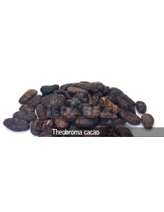 Theobroma cacao -Beans 100 grs.