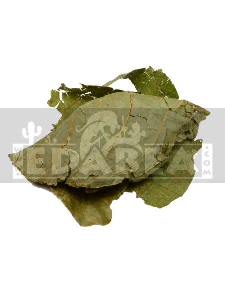 Banisteriopsis caapi - Foglie essiccate 100 g.