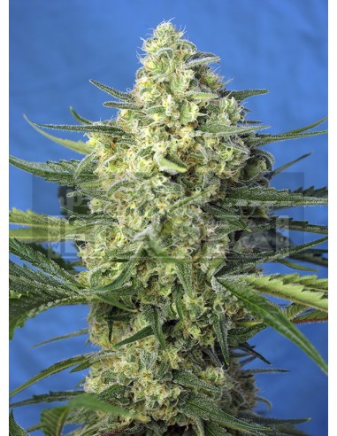 Jack 47 XL Auto