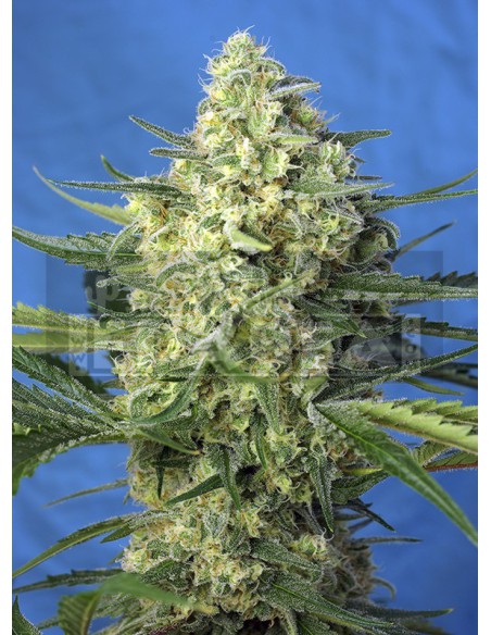 Jack 47 XL Auto