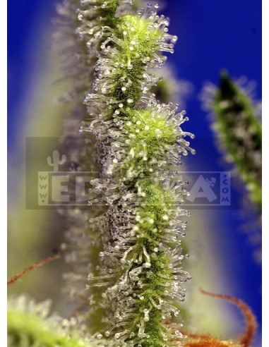 Jack 47 XL Auto