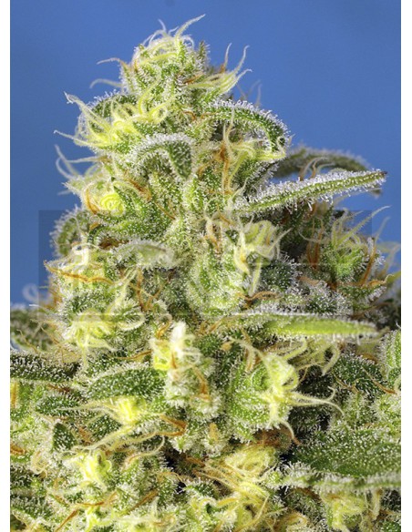Jack 47 XL Auto