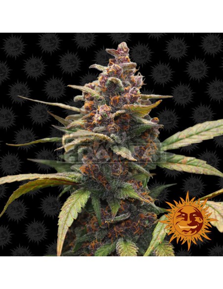 Ayahuasca Purple