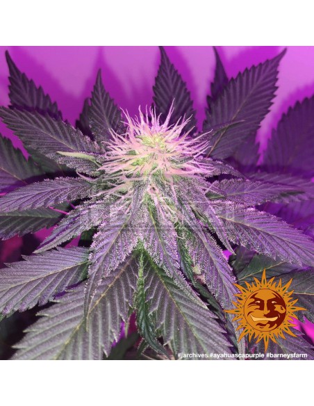 Ayahuasca Purple