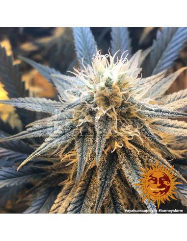 Ayahuasca Purple