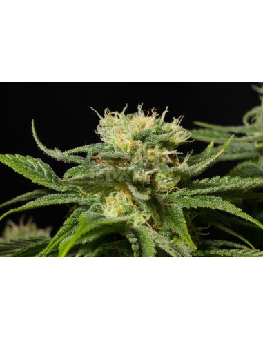 Pianta di hashish della California