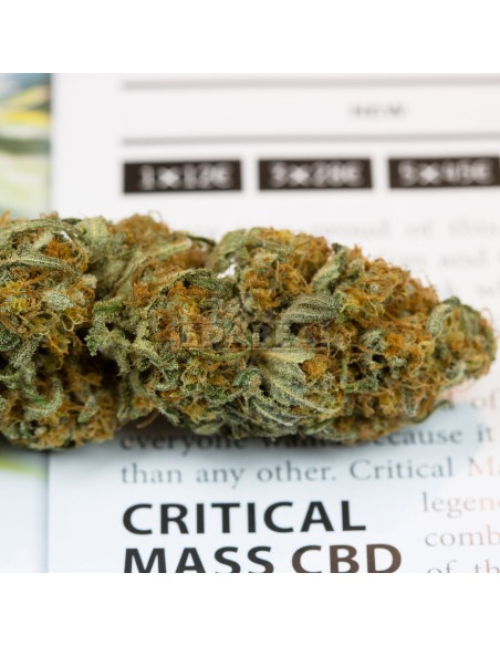 Massa critica CBD