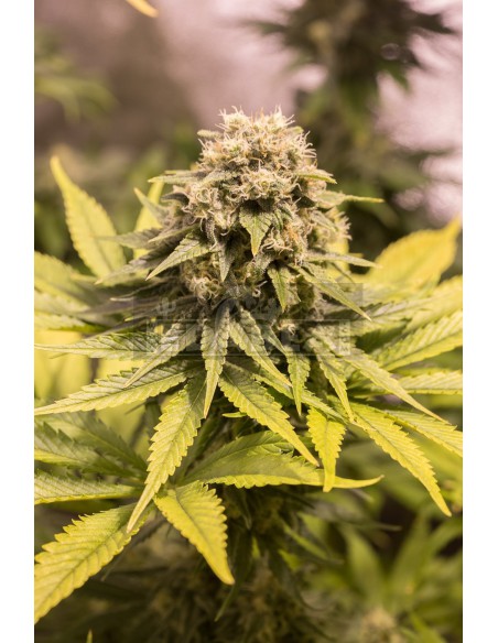 Massa critica CBD
