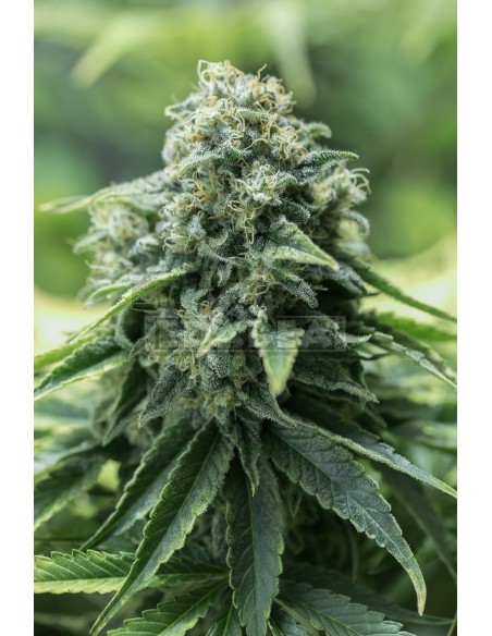 Massa critica CBD