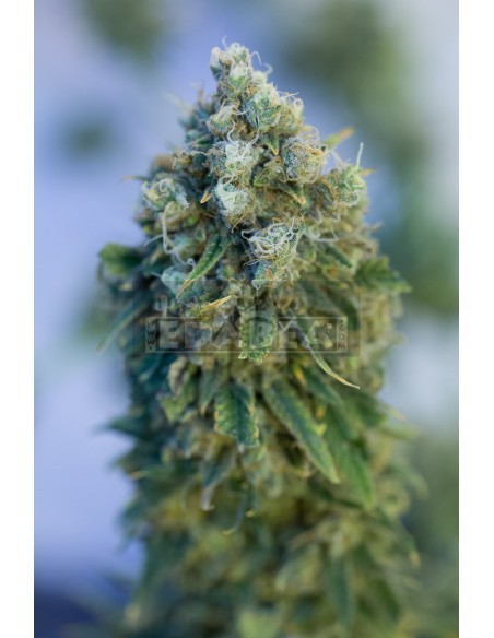 Critical Mass CBD
