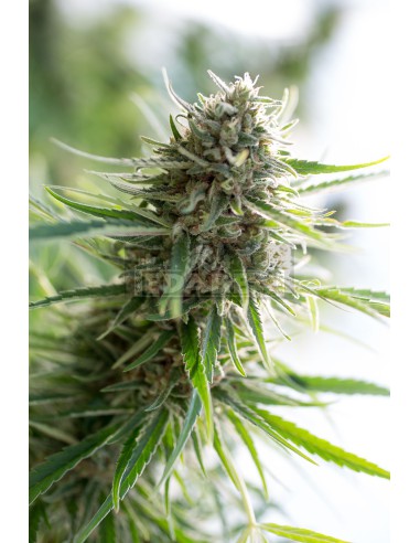 Massa critica CBD