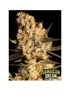 Jamaican Dream