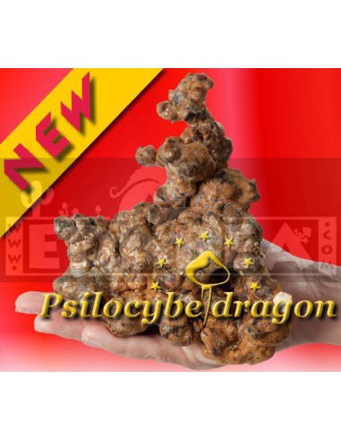 Trüffel psilocybe Dragon 15 grs.