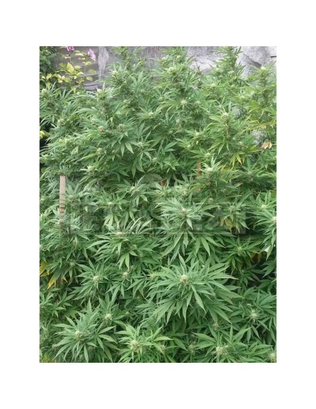 Jamaican Dream